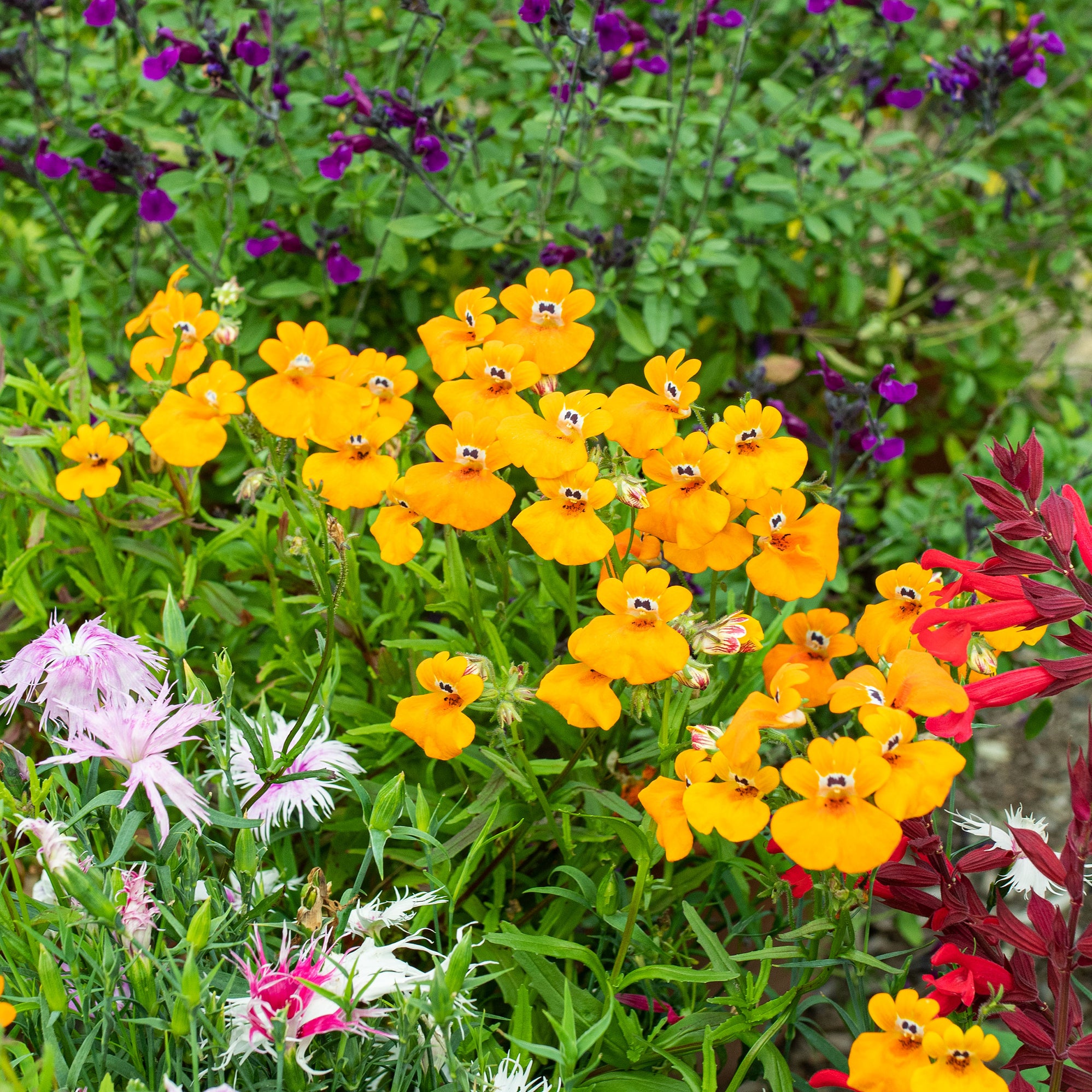 nemesia flower seeds Nemesia 'Prince of Orange'