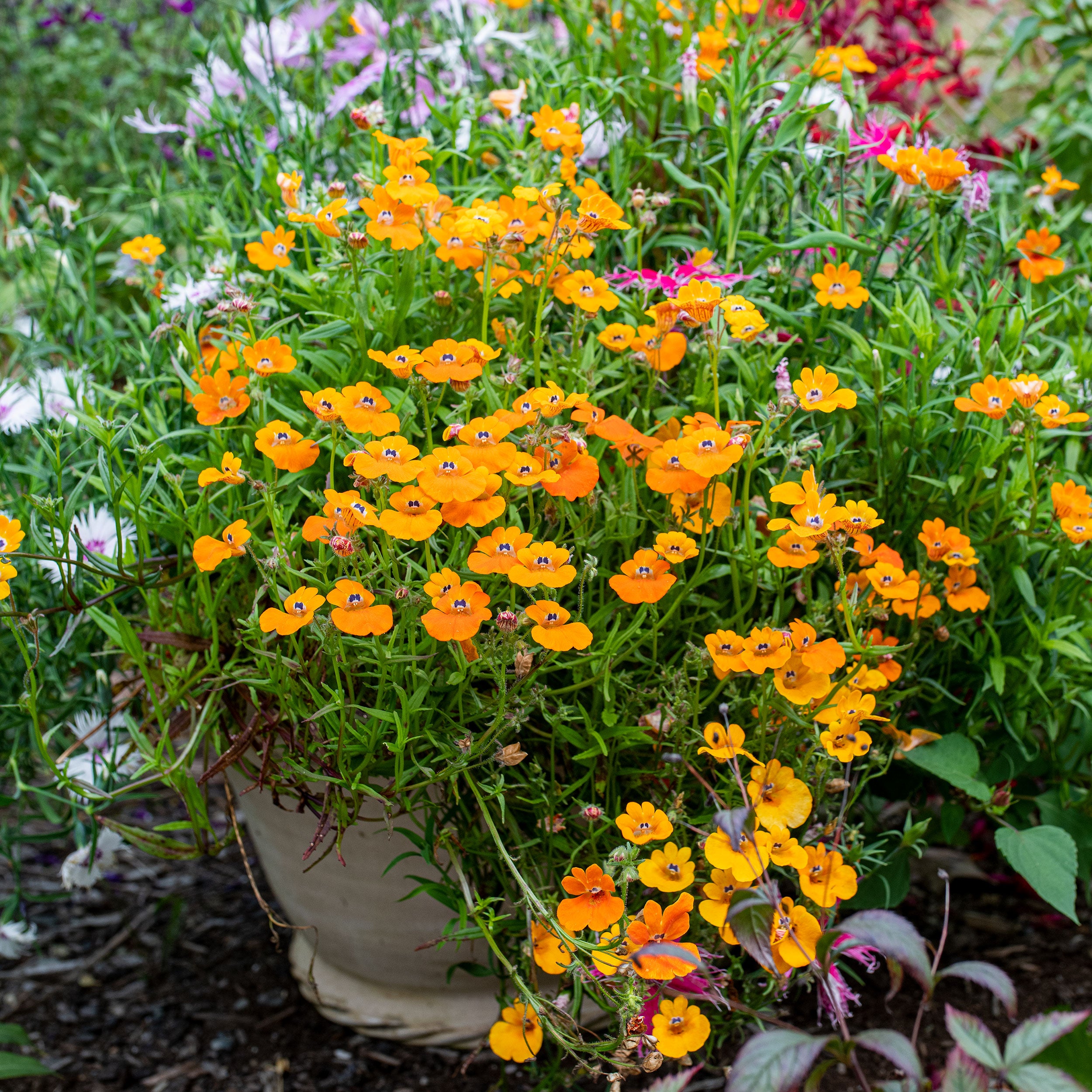 nemesia flower seeds Nemesia 'Prince of Orange' seeds