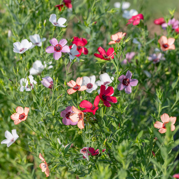 
    



Flax 'Charmer Mix'
