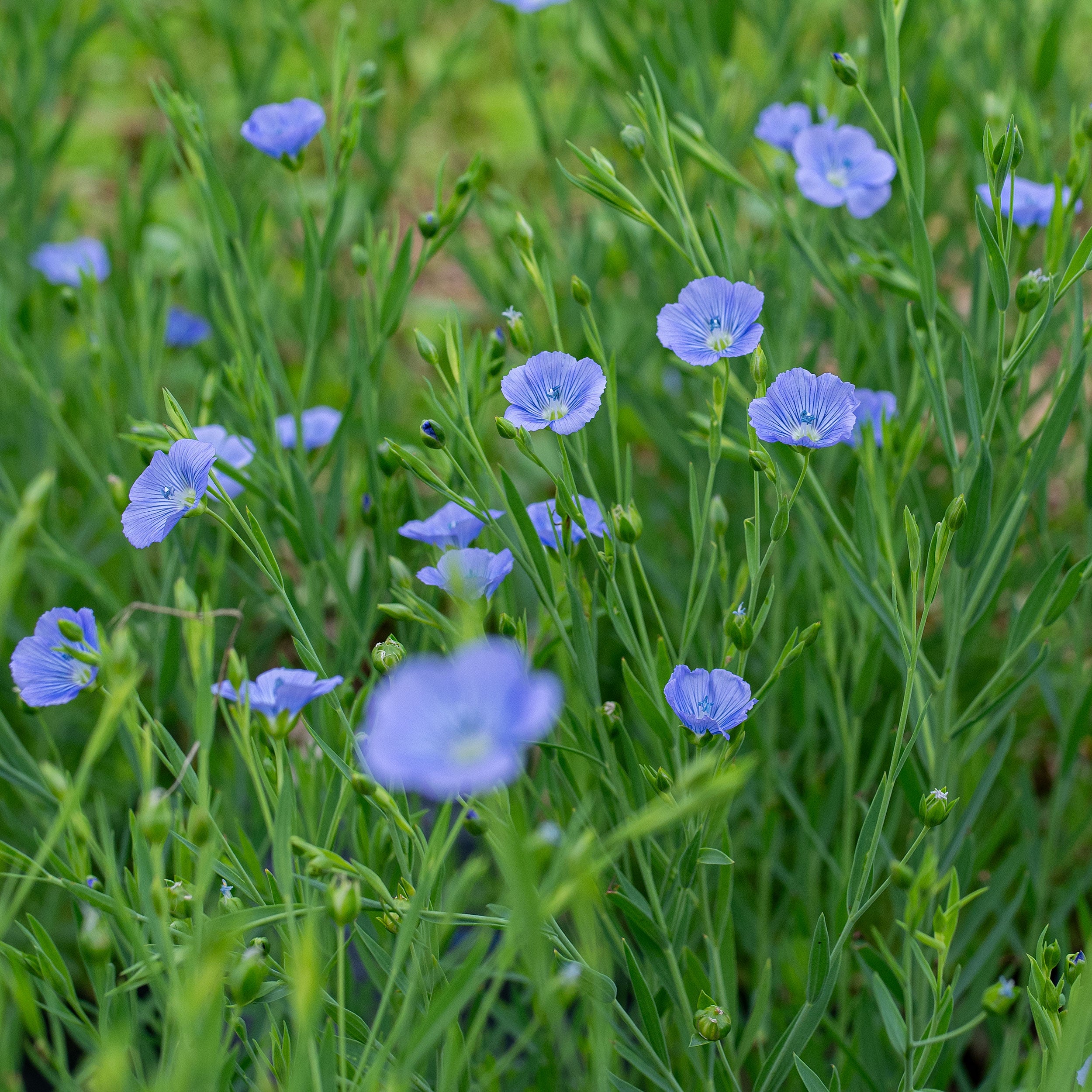 Flax 'Blue Dress' seeds - Linum grandiflorum Flax 'Blue Dress' seeds - Linum grandiflorum