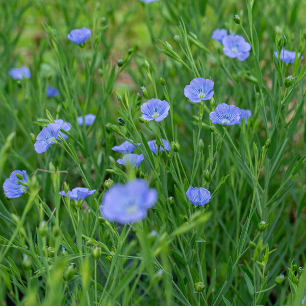 flax seed planting guide Flax 'Blue Dress' seeds