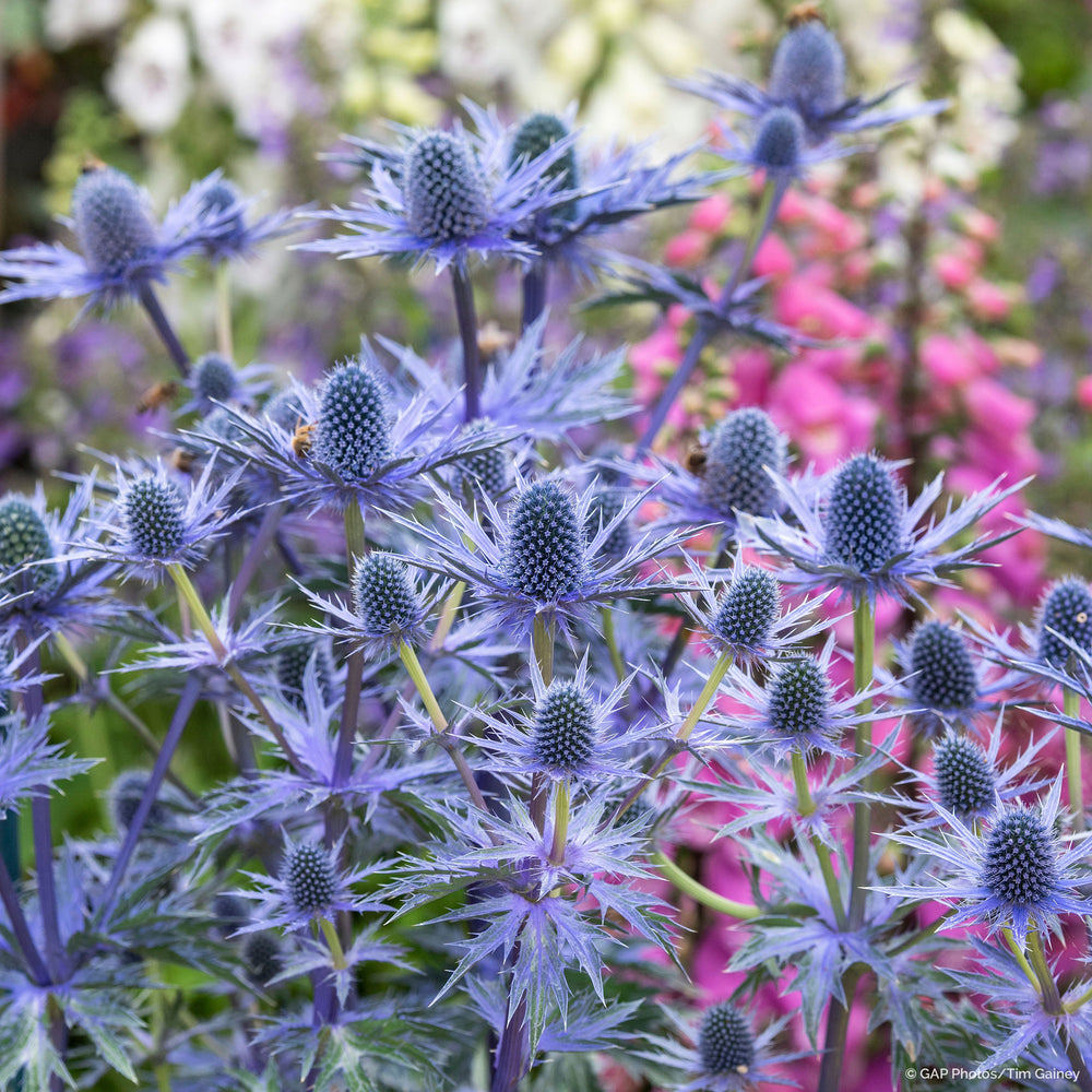Sea Holly 'Big Blue' - S1