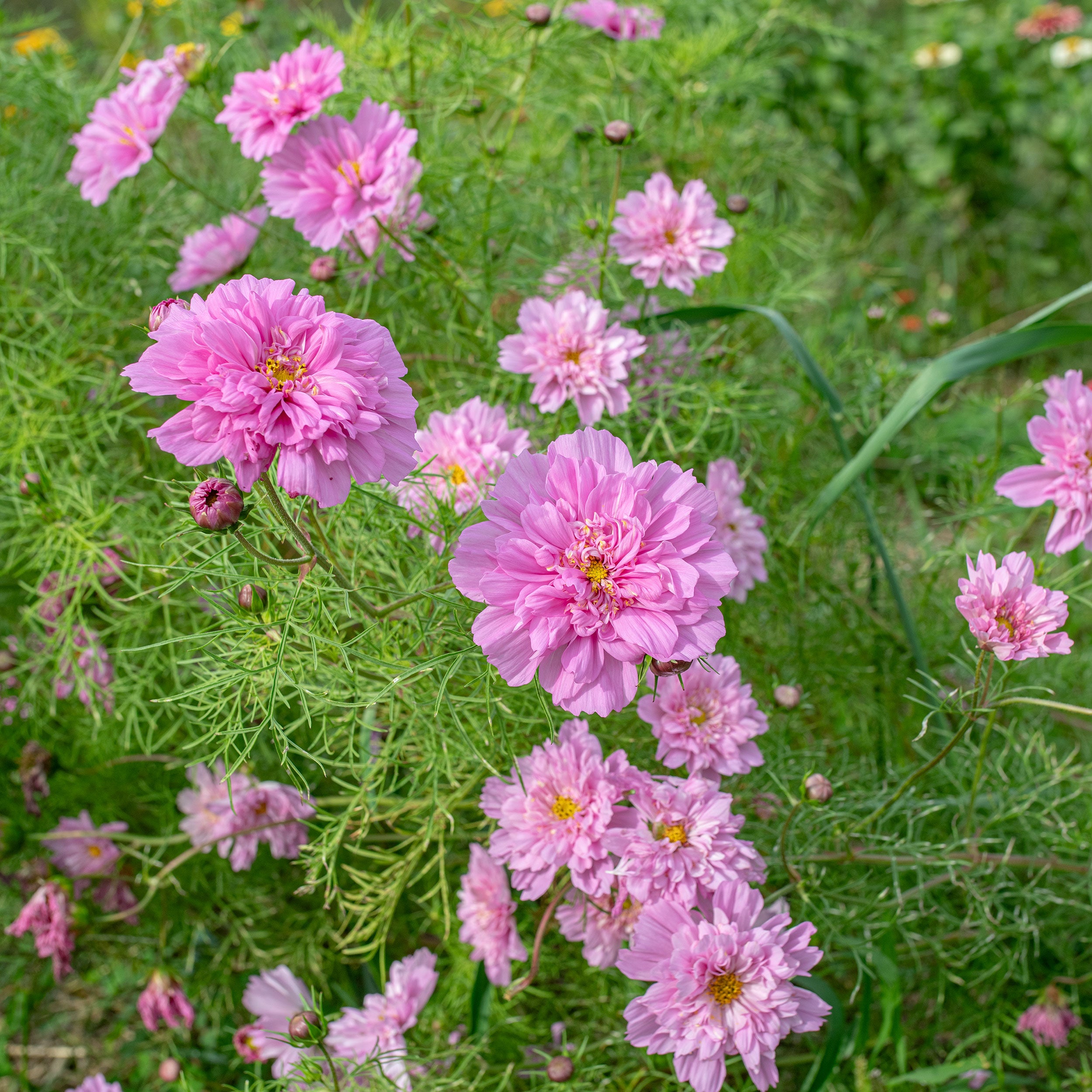 cosmos rose bonbon seeds Cosmos 'Rose Bonbon'