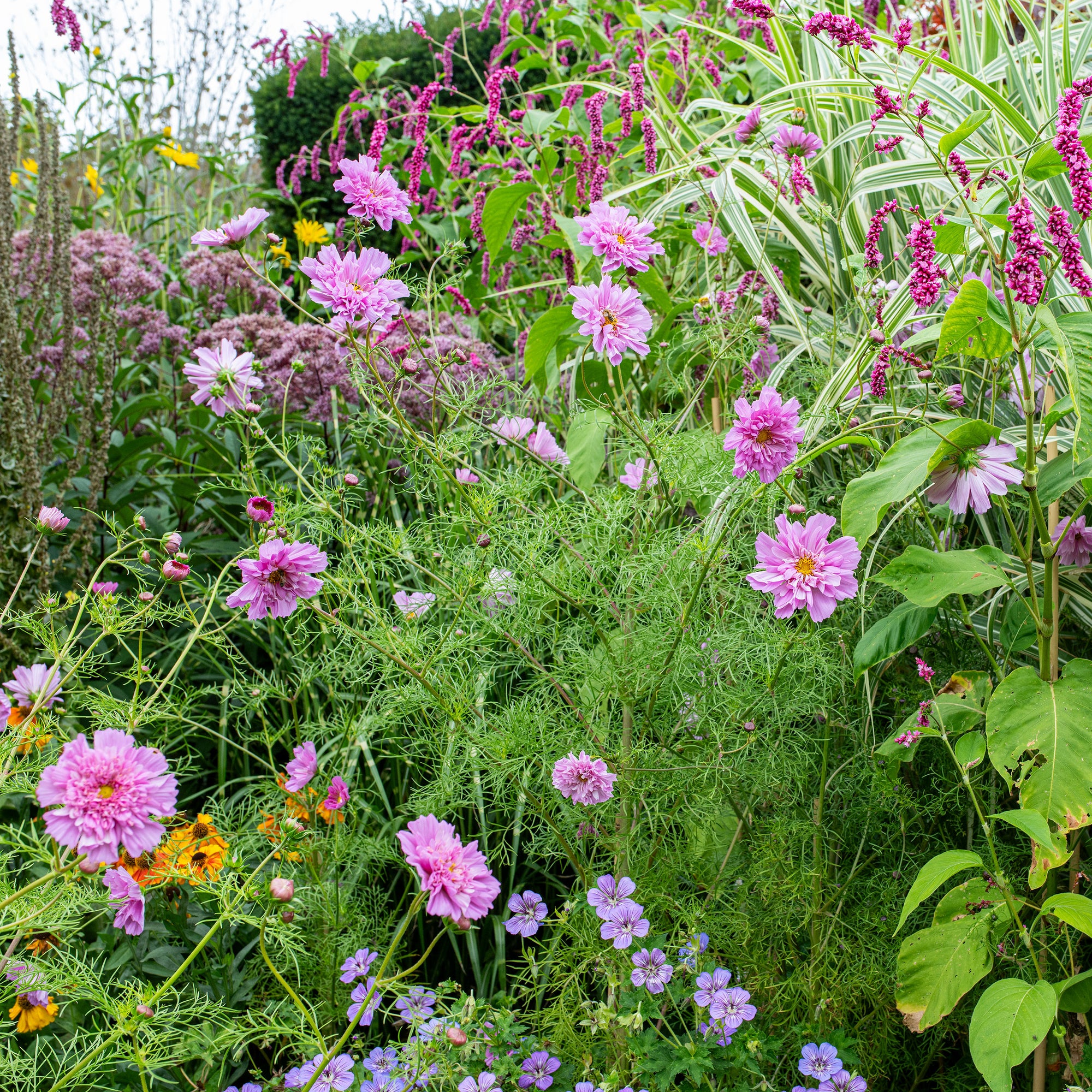 cosmos rose bonbon seeds Cosmos 'Rose Bonbon' seeds