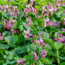 Violet - Sweet 'Rosina' - S1