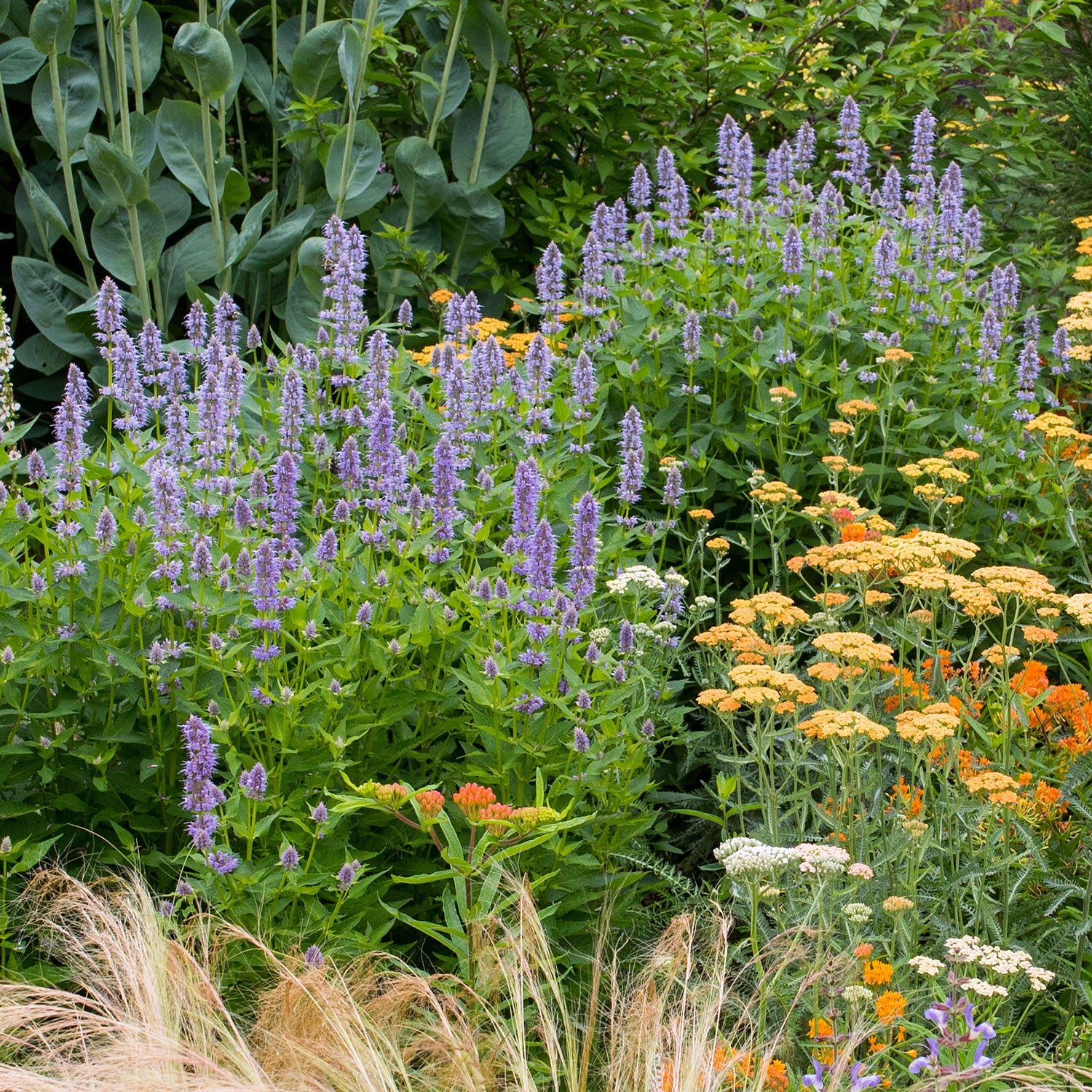 giant hyssop plant Agastache 'Giant Hyssop'
