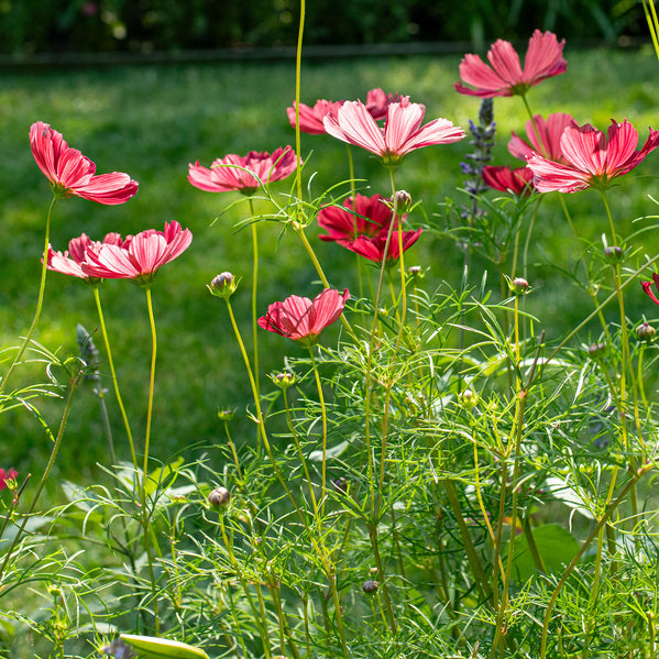 cosmos flower seeds for sale Cosmos bipinnatus Rubenza (approx 30 seeds)