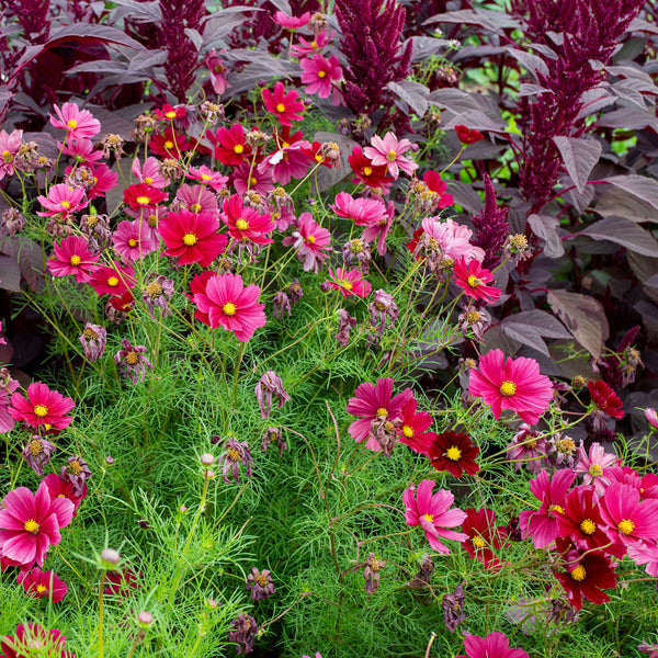 Cosmos 'Rubenza'