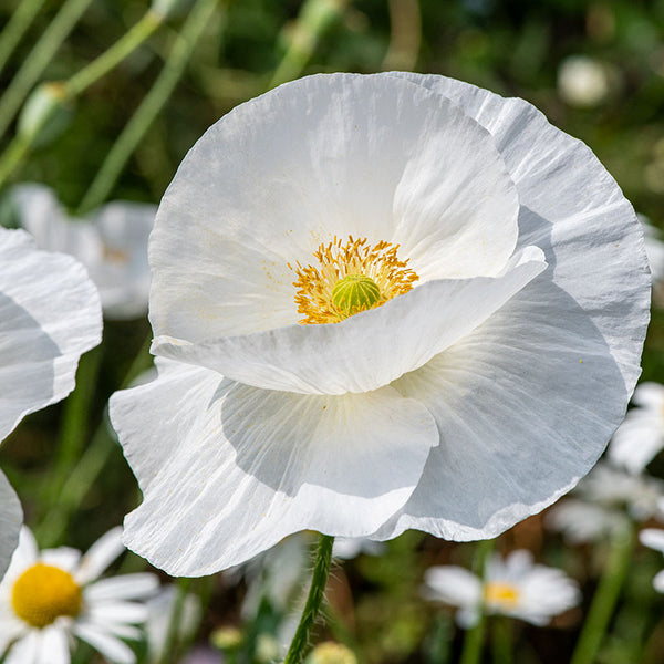 
    



Poppy - Shirley 'Bridal Silk'
