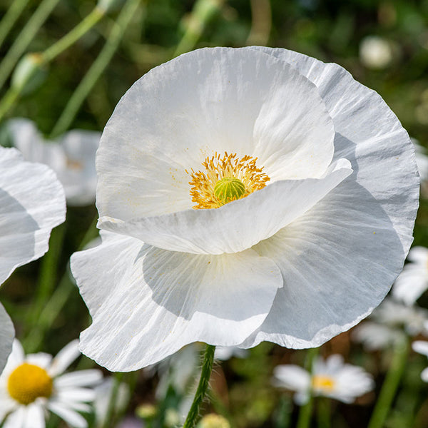 Shirley Poppy 'Bridal Silk' seeds - Papaver rhoeas