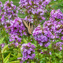 Phlox 'Jeana' - S1