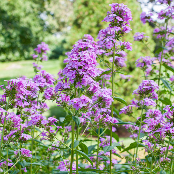 
    



Phlox 'Jeana' 
