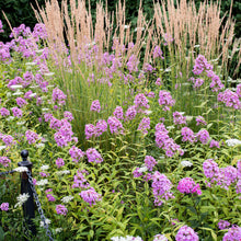 Phlox 'Jeana' - S1