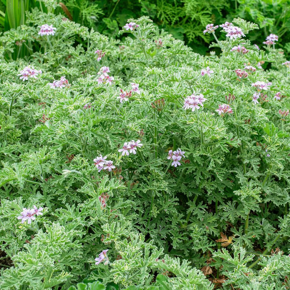 Geranium 'Grey Lady Plymouth' - S1