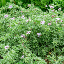 Geranium 'Grey Lady Plymouth' - S1