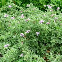 
    



Geranium 'Grey Lady Plymouth' 
