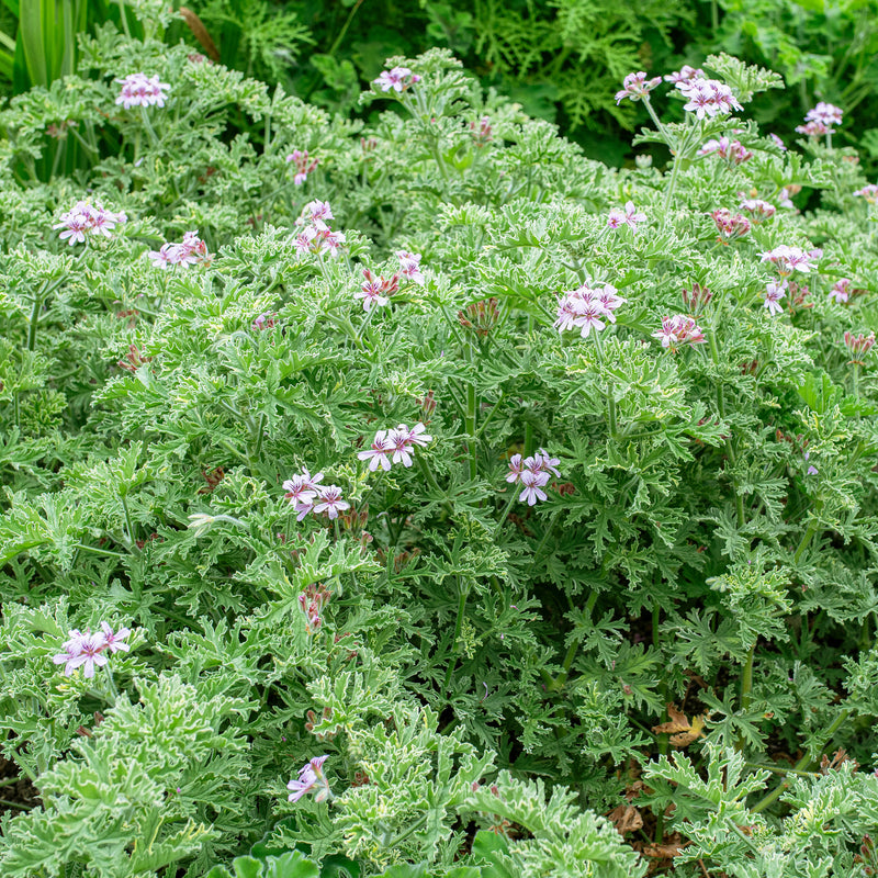 Geranium 'Grey Lady Plymouth' - S1