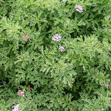 Geranium 'Grey Lady Plymouth' - S1