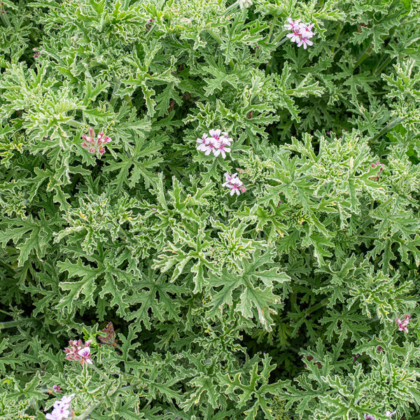Geranium 'Grey Lady Plymouth' - S1