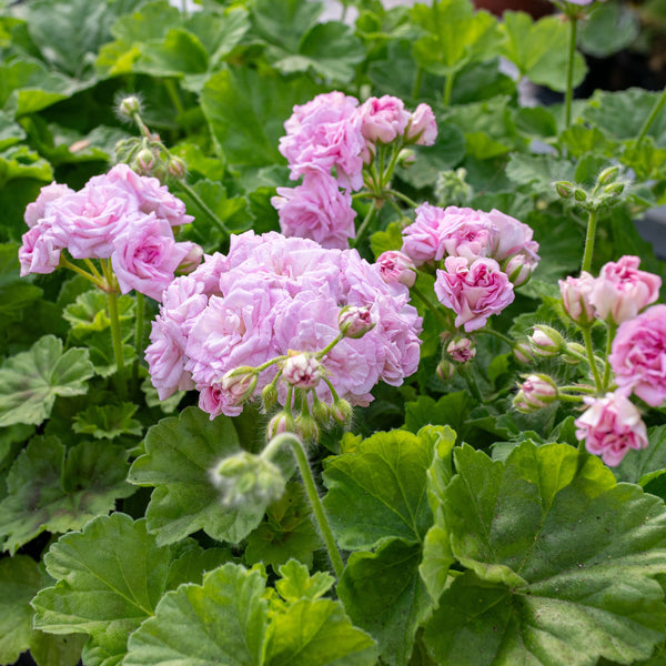 rosebud geranium seeds Geranium 'Pink Rosebud' plants