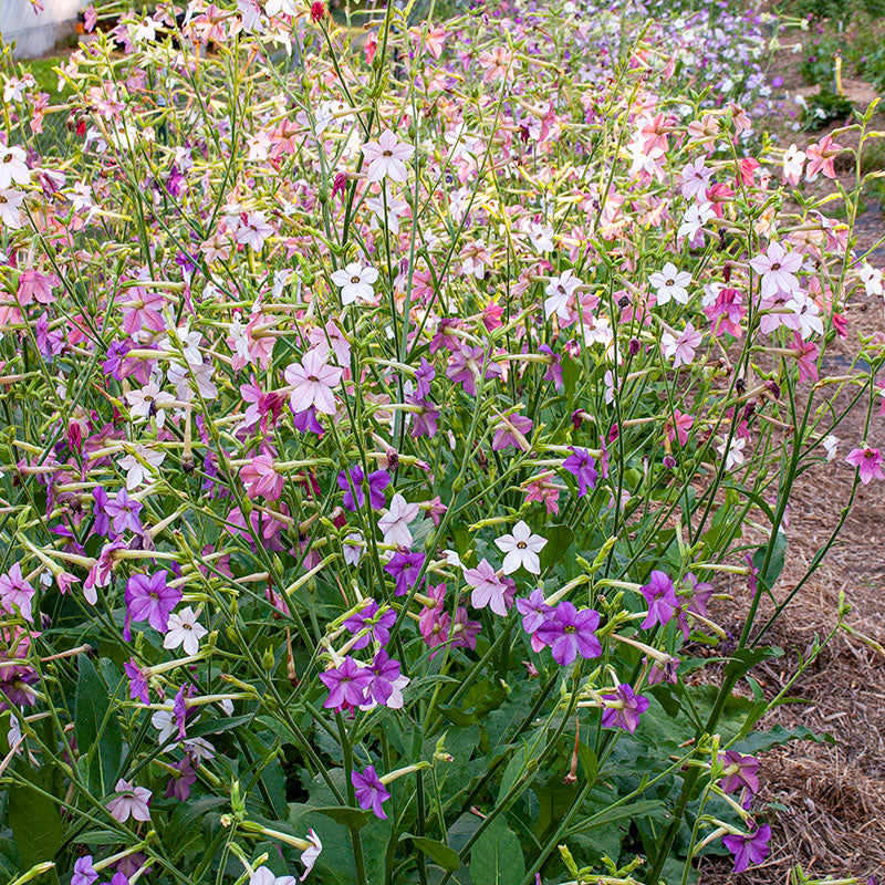 Tobacco 'Cranberry Isles' seeds - Nicotiana x sanderae