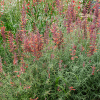 
    



Agastache 'Apache Sunset' 
