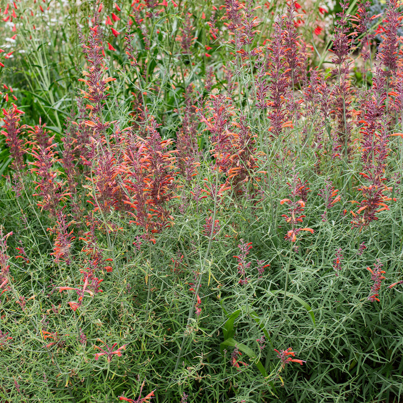 
      



Agastache 'Apache Sunset' 
    