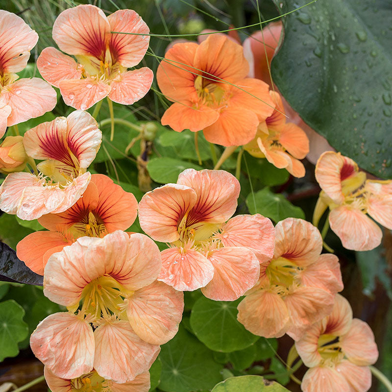 flower nasturtium seeds Bulk Nasturtium Seeds