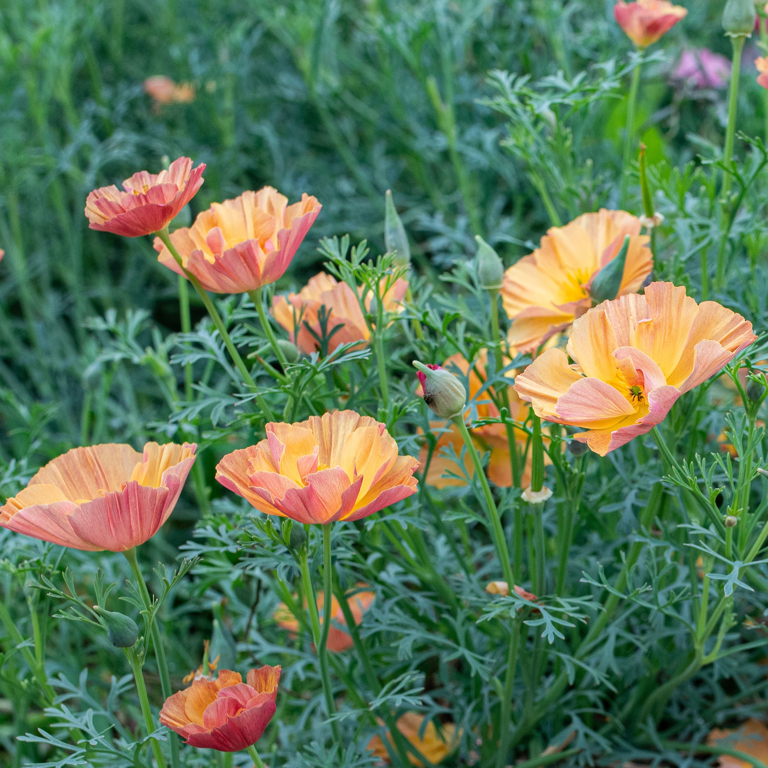 California Poppy 'Apricot Chiffon' seeds - Eschscholzia californica