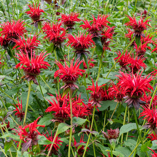 Bee Balm 'Jacob Cline' - S1