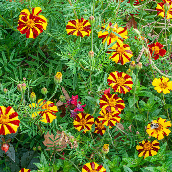 harlequin marigold seeds Marigold 'Harlequin' seeds