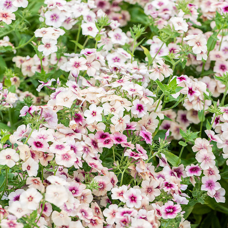 Phlox 'Cherry Caramel'
