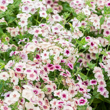 Phlox 'Cherry Caramel'