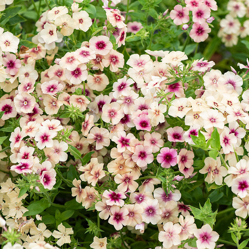 Phlox 'Cherry Caramel'