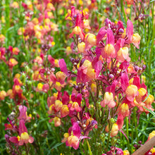 Linaria 'Licilia Peach'