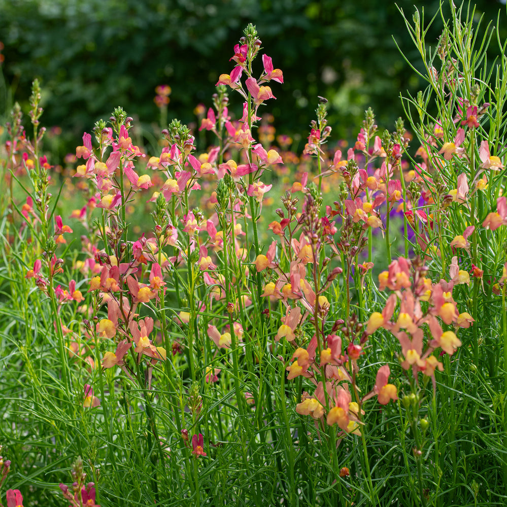 Linaria 'Licilia Peach'