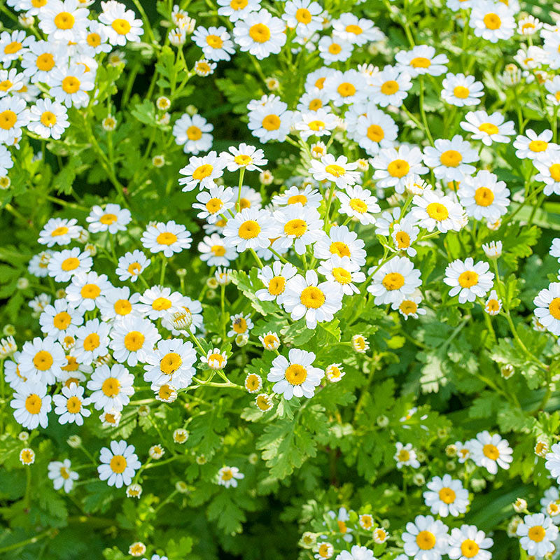 Feverfew 'Aureum'