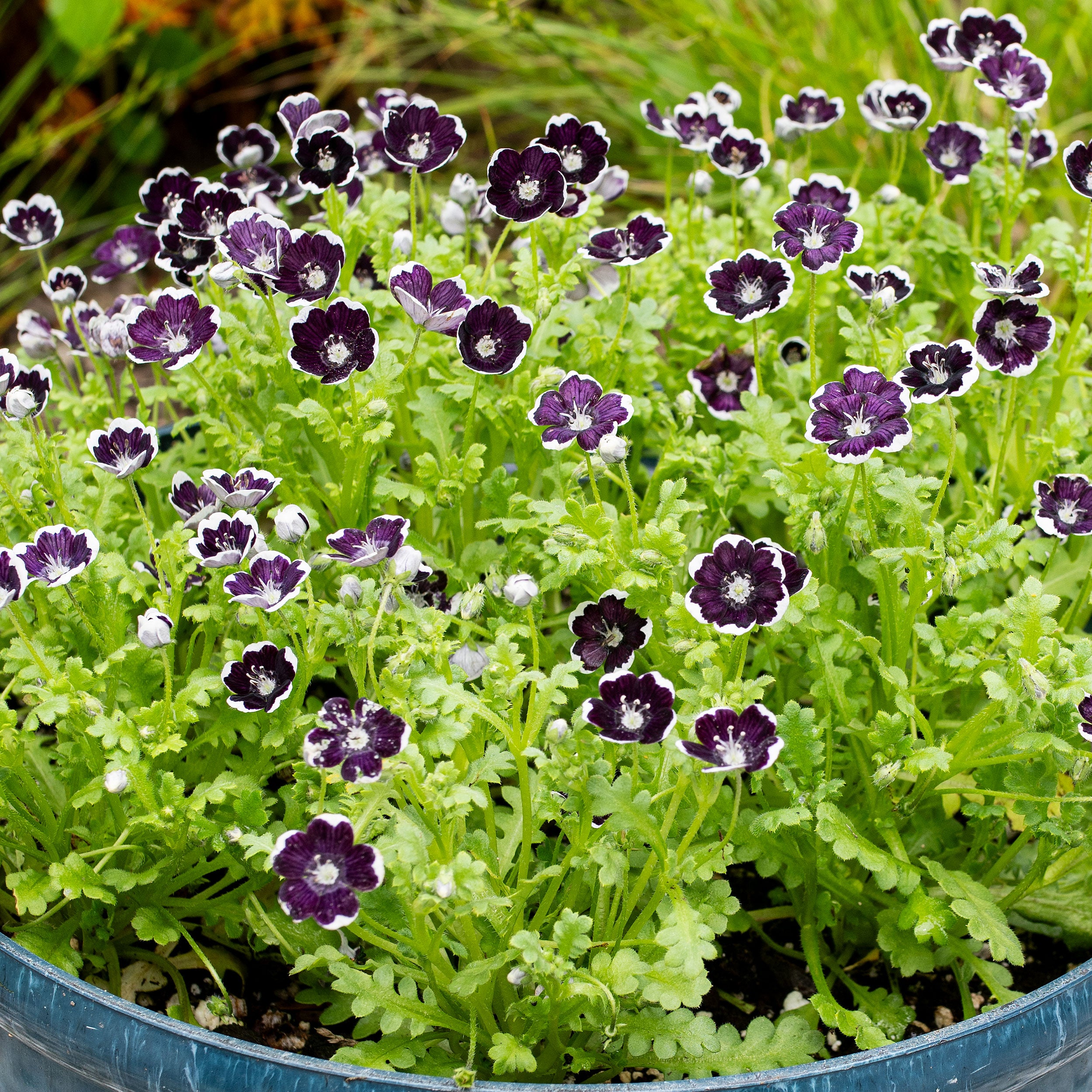 black flower seeds Penny Black Nemophila Seeds, Purple/Black