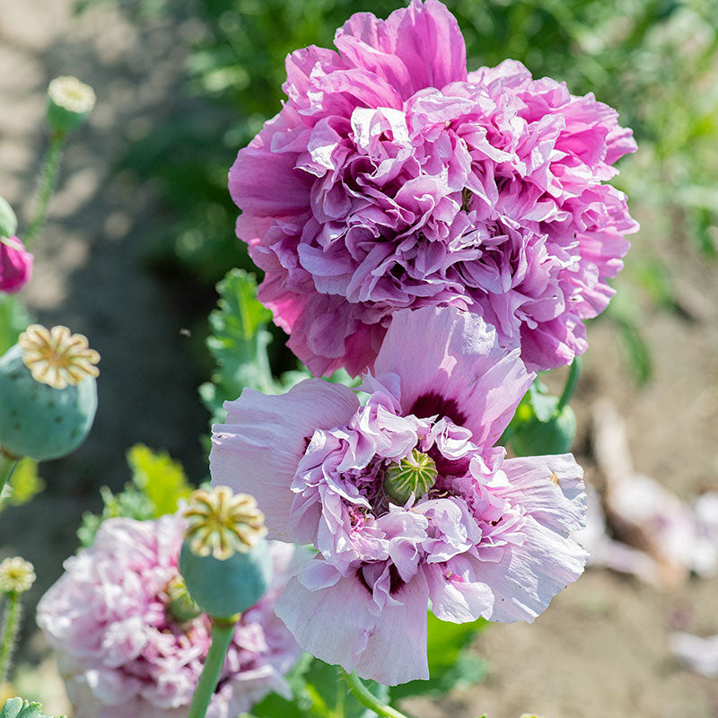 Poppy - Peony 'Purple'