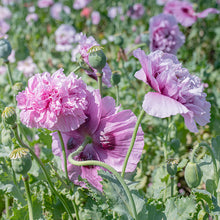 Poppy - Peony 'Purple'