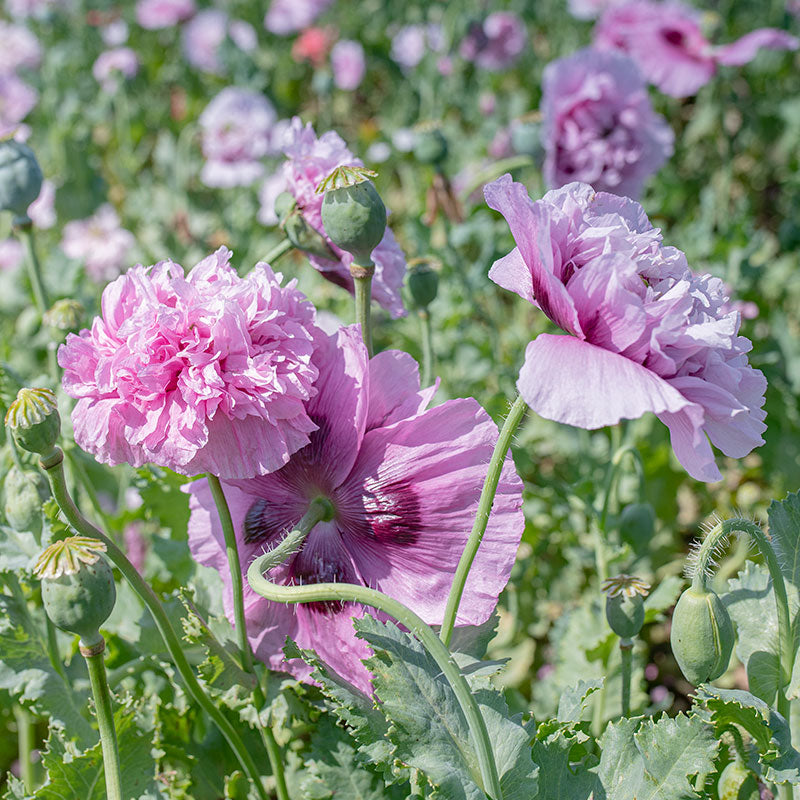 lavender peony plant Poppy