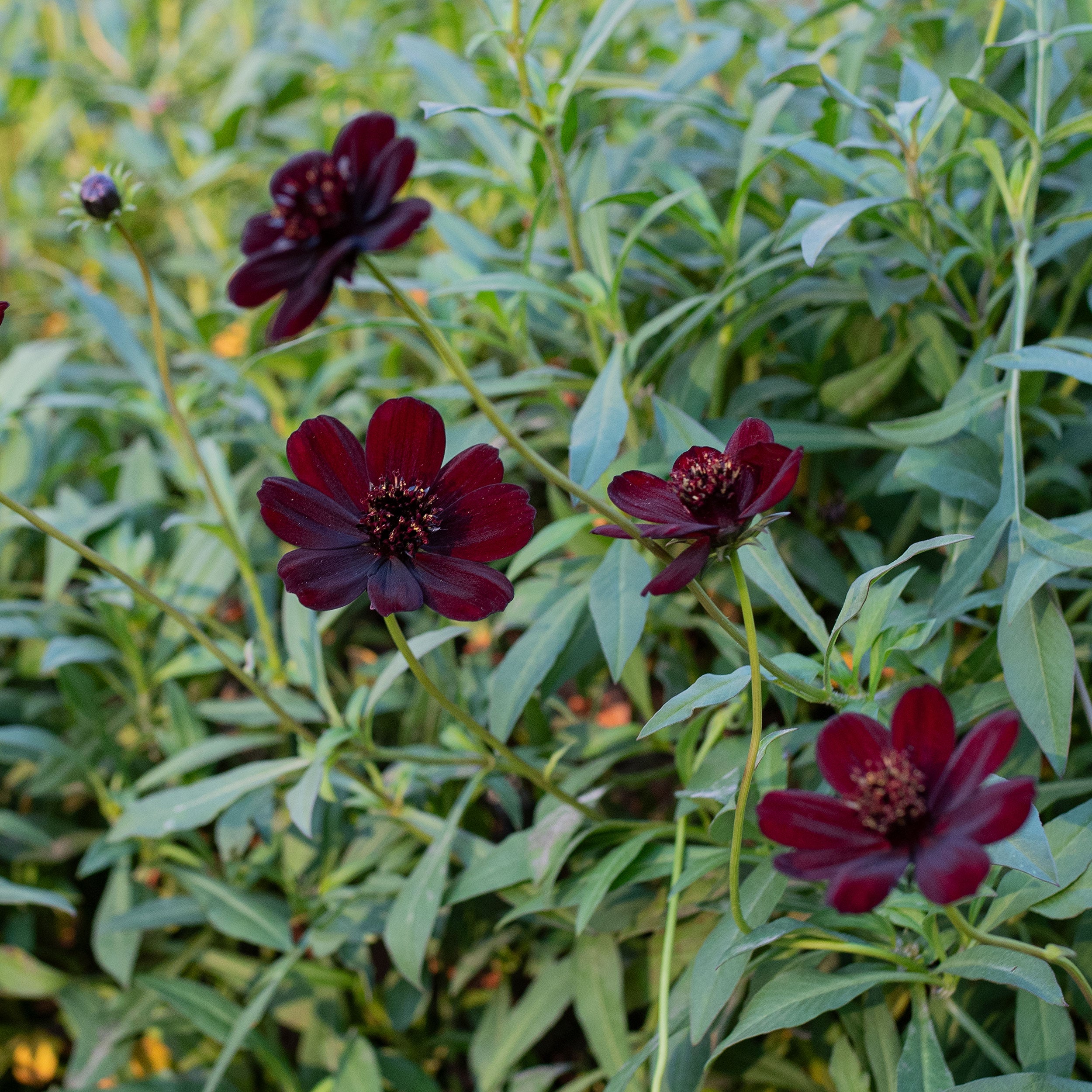 SAN MARCO HERMOSA/ハモサ Cosmos 'Chocamocha' plants - Cosmos atrosanguineus