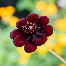 Cosmos 'Chocamocha' - S1