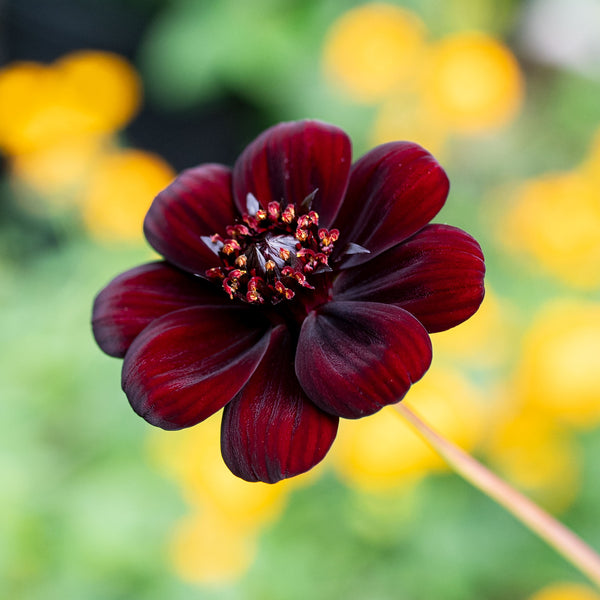 Cosmos 'Chocamocha' - S1