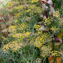 Fennel 'Smokey Bronze' Organic