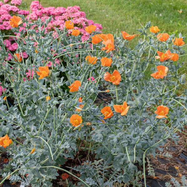 planting poppy seeds in colorado Horned Poppy 'Burnt Orange'