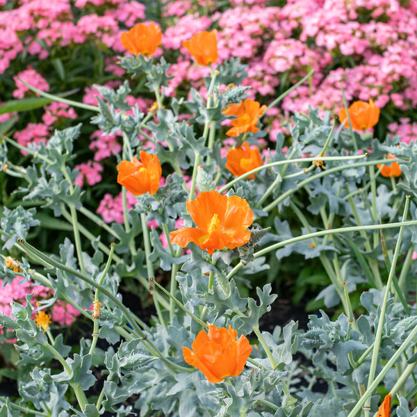 orange flower with seed pods that pop Horned Poppy 'Burnt Orange' seeds