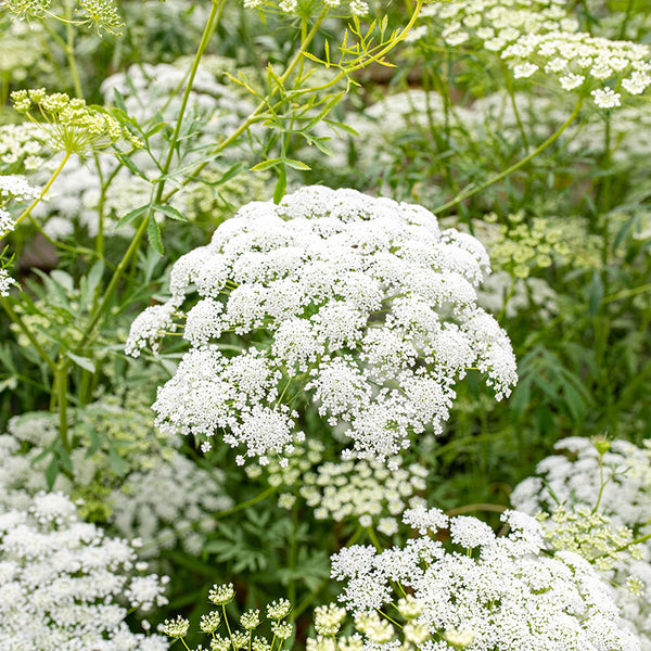 linn county seed and flower Ammi