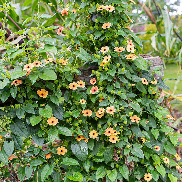 
    



Black-eyed Susan Vine 'African Sunset'
