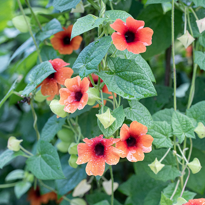 black eyed susan seeds from flower Black-eyed Susan Vine 'African Sunset' seeds
